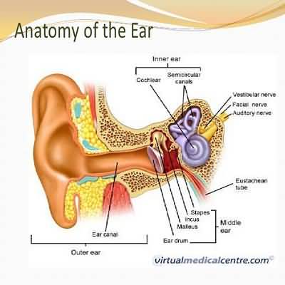 Foreign bodies in the ear canal